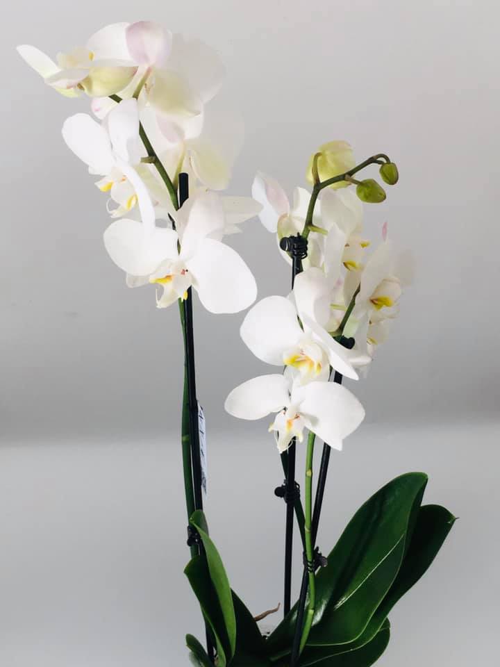 Orhidee Phalaenopsis Albă — Florăria Iedera Jibou
