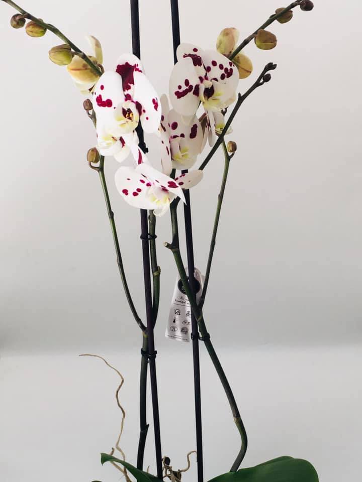Orhidee Phalaenopsis Albă cu Pete Bordo — Florăria Iedera Jibou
