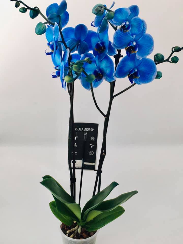 Orhidee Phalaenopsis Albastră — Florăria Iedera Jibou