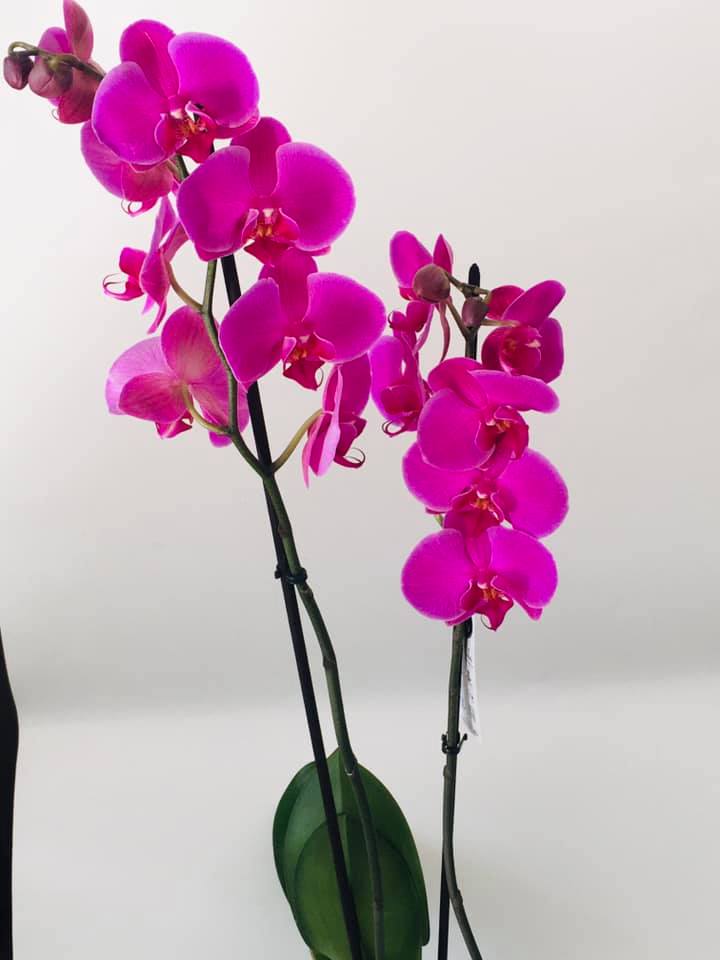 Orhidee Phalaenopsis Magenta — Florăria Iedera Jibou