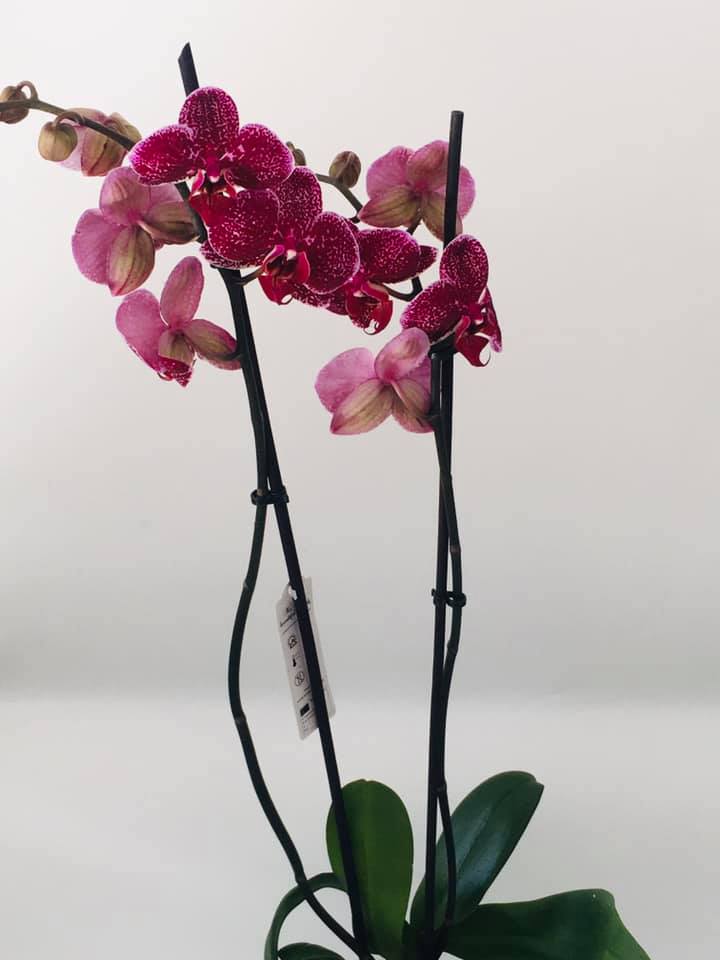 Orhidee Phalaenopsis Mov cu flori mov intens — Florăria Iedera Jibou