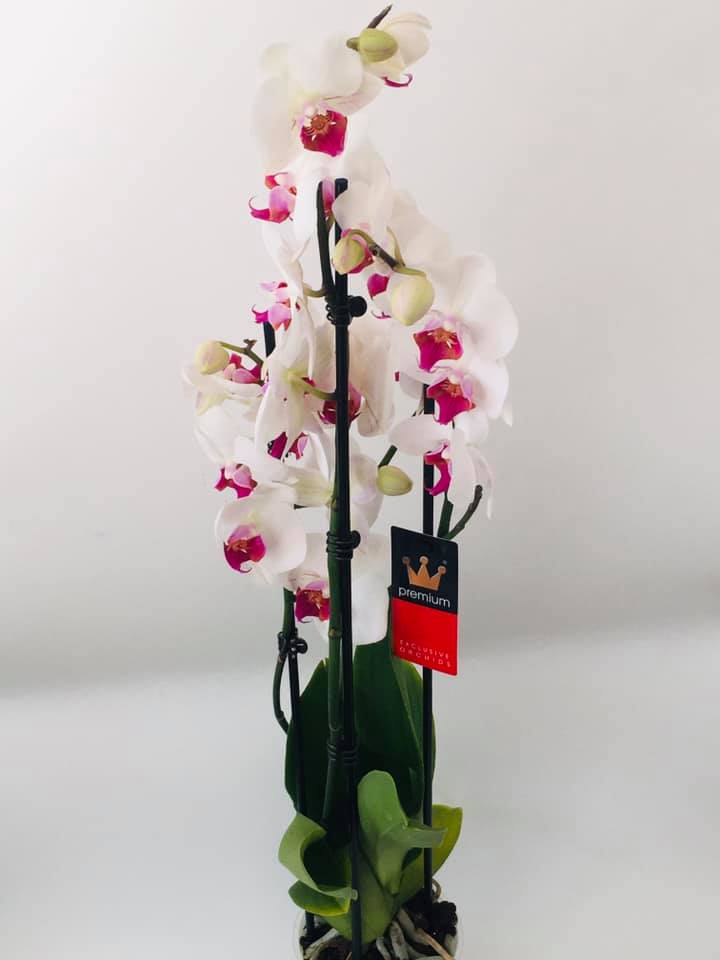 Orhidee Phalaenopsis Premium Albă cu Roz — Florăria Iedera Jibou