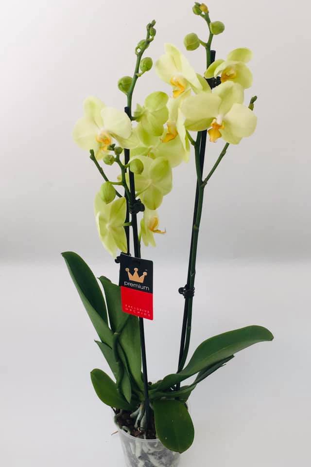 Orhidee Phalaenopsis Premium Galbenă — Florăria Iedera Jibou