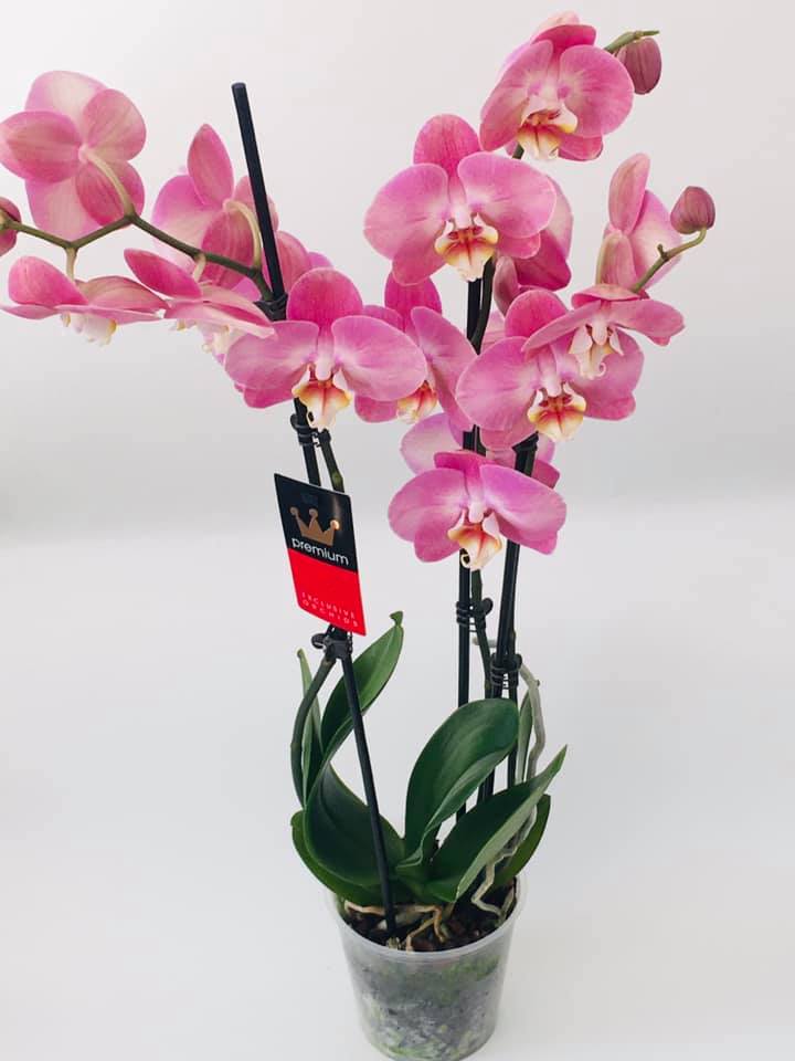 Orhidee Phalaenopsis Premium Roz — Florăria Iedera Jibou