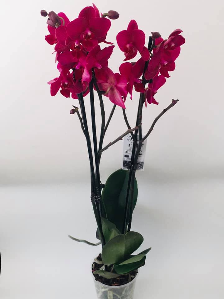 Orhidee Phalaenopsis Roșie — Florăria Iedera Jibou